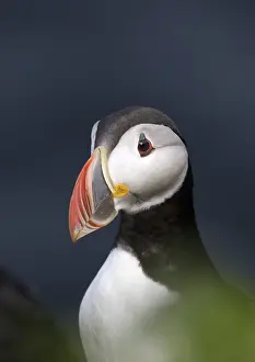 Puffins: Atlantic Puffin