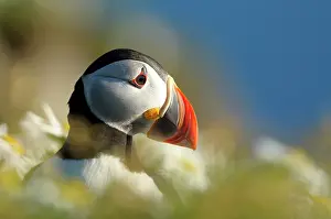 Fjords: Atlantic Puffin