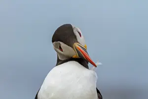 Mull: Atlantic Puffin
