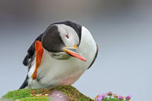 Noon: Atlantic Puffin