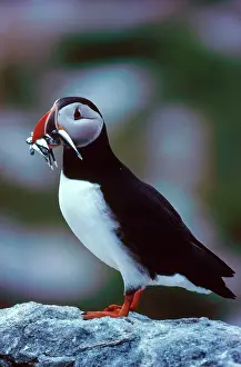 Puffins: Atlantic puffin