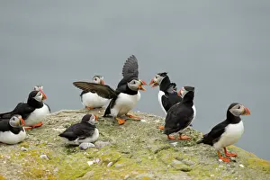 Squabbling: Atlantic Puffin