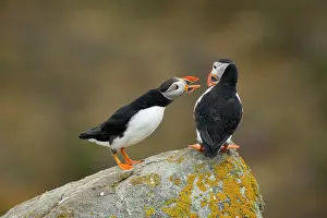 Dispute: Atlantic Puffin