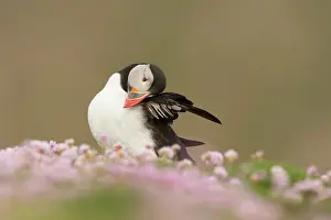 Thrift: Atlantic Puffin