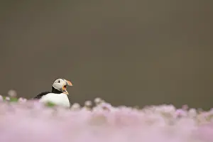 Thrift: Atlantic Puffin