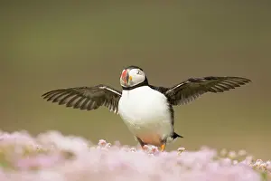Thrift: Atlantic Puffin