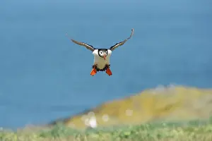 Artica: Atlantic Puffin