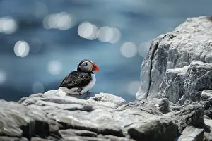 Artica: Atlantic Puffin