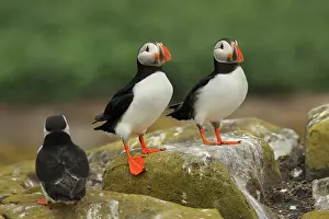 Artica: Atlantic Puffin