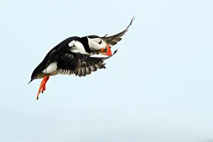 Artica: Atlantic Puffin