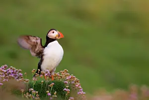 Armeria: Atlantic Puffin