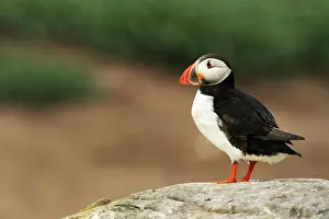 Artica: Atlantic Puffin