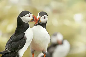 Artica: Atlantic Puffin