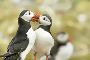 Artica: Atlantic Puffin