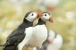 Artica: Atlantic Puffin