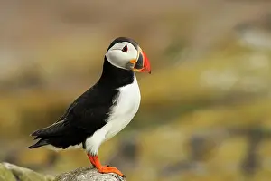Artica: Atlantic Puffin