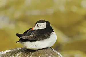 Artica: Atlantic Puffin