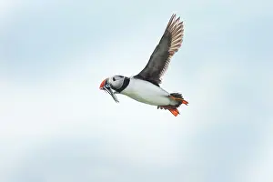 Artica: Atlantic Puffin
