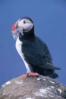 Alcid: Atlantic Puffin