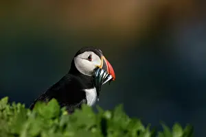 Sandeel: Atlantic Puffin