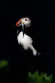 Sandeel: Atlantic Puffin