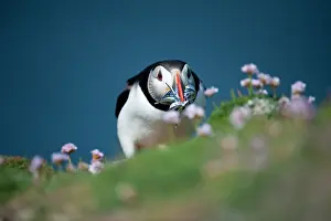 Thrift: Atlantic Puffin