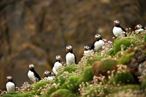 Thrift: Atlantic Puffin