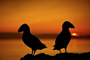 Silhouettes: Atlantic Puffin