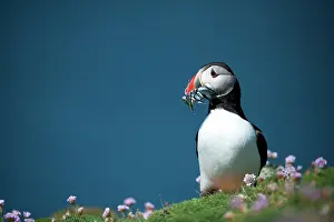 Thrift: Atlantic Puffin