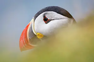 Latrabjarg: Atlantic Puffin