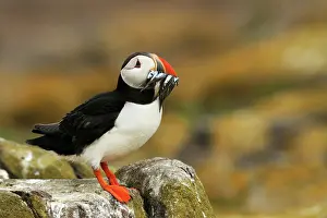 Artica: Atlantic Puffin