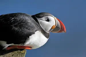 Decreasing: Atlantic Puffin