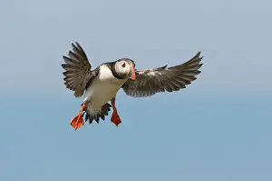 Saltee: Atlantic Puffin