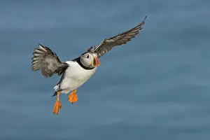 Saltee: Atlantic Puffin