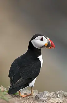Skomer: Atlantic Puffin