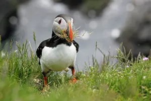 Ledge: Atlantic Puffin