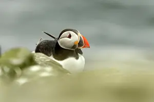 Humberland: Atlantic Puffin