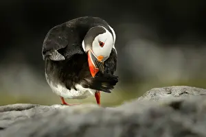 Humberland: Atlantic Puffin