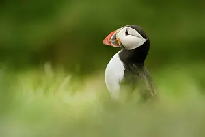 Humberland: Atlantic Puffin
