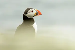 Humberland: Atlantic Puffin