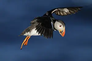 Newfoundland: Atlantic Puffin