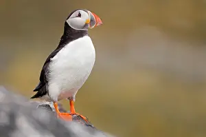 Auks: Atlantic Puffin