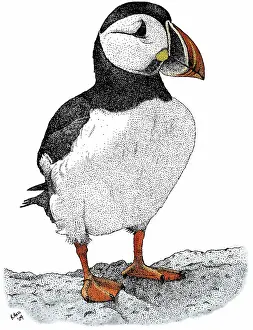 Puffins: Atlantic Puffin