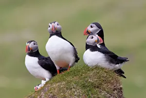 Faroe: Atlantic Puffin