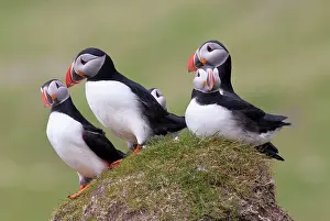 Faroe: Atlantic Puffin