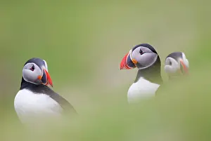 Faroe: Atlantic Puffin