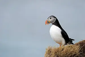 Decreasing: Atlantic Puffin