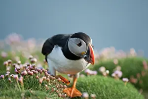 Armeria: Atlantic Puffin