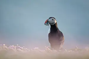 Armeria: Atlantic Puffin