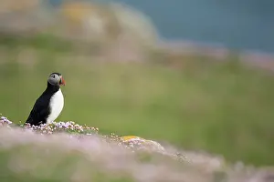 Armeria: Atlantic Puffin